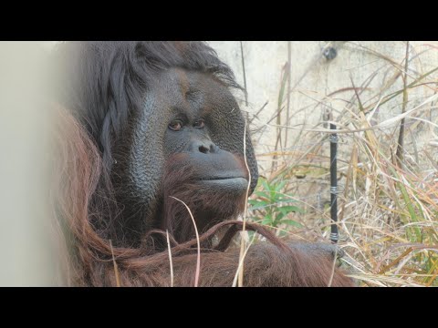 チェリアのパパ、ロビンの流し目　よこはま動物園ズーラシア　オランウータン　202512 サムネイル