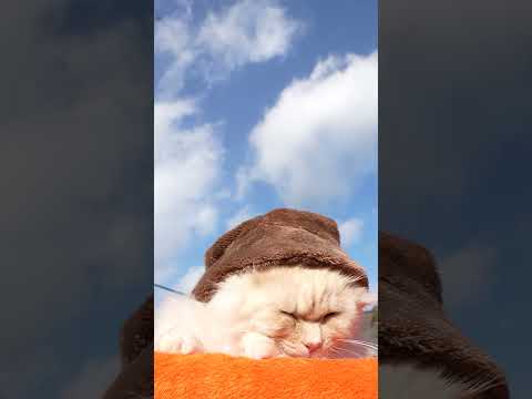 茶色帽子　260318　のせ猫　 cat　 cute　 kitten　 cutecat  ネコ  kitty　 ani… サムネイル