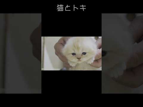 【癒し動画】可愛い子猫の夜の踊り子！サカナクション×船の上で踊る子供もビックリ！スコティッシュフォールド 子猫 夜の踊… サムネイル