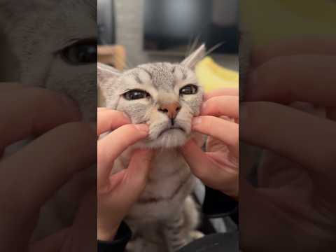 愛猫のサファリパークが可愛すぎるwww cat 猫