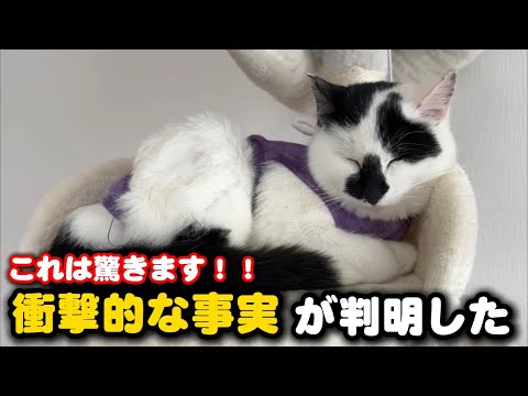 子猫について嬉しいお知らせと衝撃の真実が明らかに サムネイル