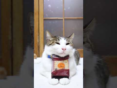 くり　Marron　260421　のせ猫　 cat　 cute　 kitty　 さばとら　 　 kitten　 ねこ… サムネイル