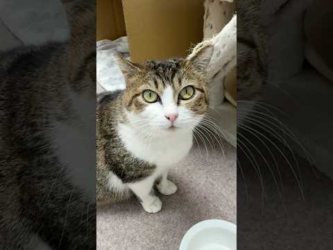 今日こそはシャーされないチャレンジ サムネイル