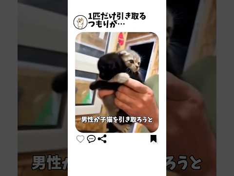 子猫必死の抵抗…結果は？ サムネイル