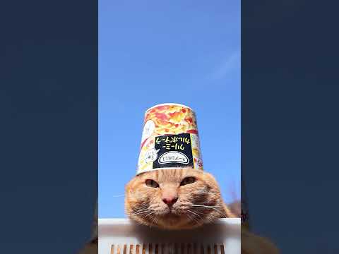 クリーミーカルボナーラ 　260508　 cat のせ猫 cute　 クリーミーカルボナーラ カップ kitten… サムネイル