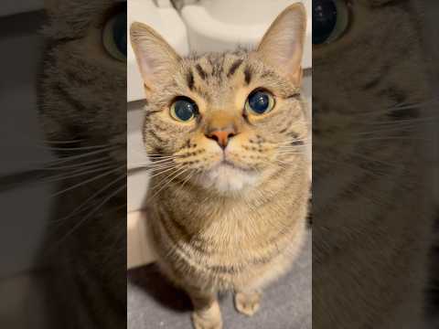 ぷりぷりプリンセスの爪切りが大変だけど可愛すぎる...!! cat 猫 サムネイル