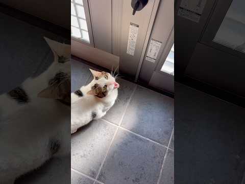 ポテポテポテポテ、ニャ〜 サムネイル