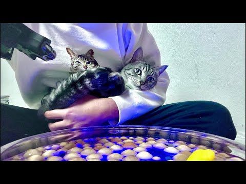 ぐっすり眠れるASMR｜猫とウッドボール 🌙 Cat ASMR × Wooden Ball｜Sleep / Relax サムネイル