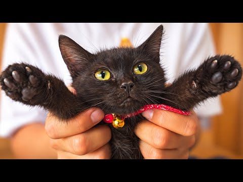 生まれて初めて子猫が爪切りに挑戦した結果。。