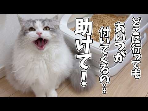 まさかの相手から好かれ過ぎて困惑を隠しきれない子猫が訴えてきます…汗