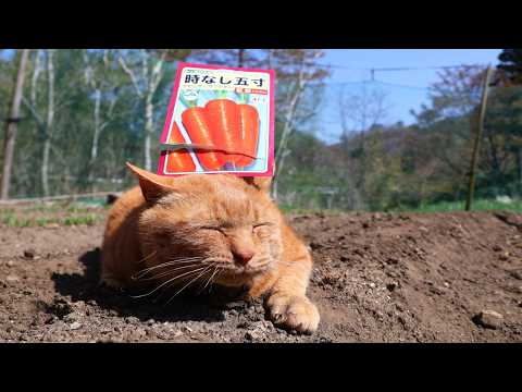 麦ちゃんとにんじんの種まき　260511