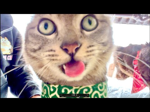 朝9時｜99%眠くなる😴 Cat ASMR Wood Balls 🐱 Live from Japan サムネイル