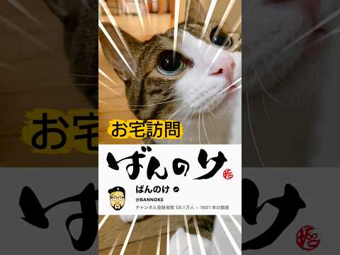いつも見てるあの撮影現場に⁉︎ cats shorts 球太