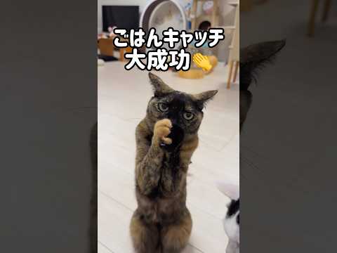 ご飯キャッチが出来る猫モモちゃん！ shorts サムネイル