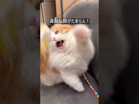 スローで見るなんちゃんが可愛すぎた…😳💕 猫 マンチカン cat shorts サムネイル