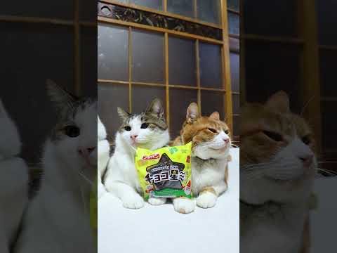 話題のかわいい猫たちが登場！心癒される瞬間を見逃すな