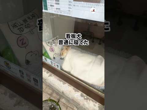 めっちゃ普通に寝てた笑｜PECO サムネイル