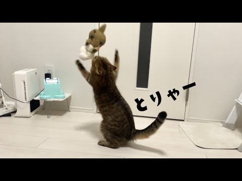 お気に入りのカワウソのぬいぐるみを高々と胴上げする猫 サムネイル