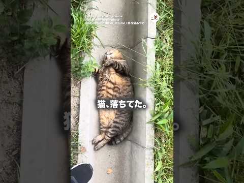 アザラシ猫の昼寝｜PECO サムネイル