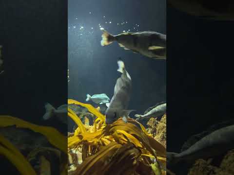 おたる水族館海産総選挙 ⑤ホッケ サムネイル