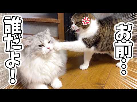 初めて会った兄猫と仲良くしたいのにガチギレされて猫パンチがクリーンヒットした子猫がこうなった…汗 サムネイル