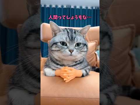 ふむふむ…猫って最高だな…