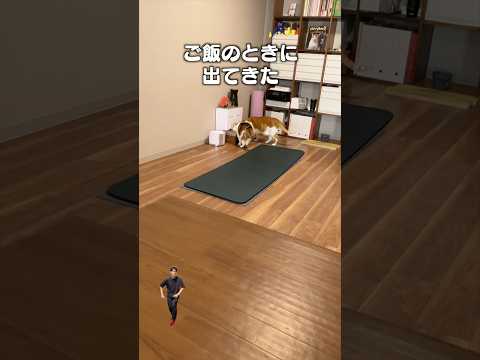 『うちの猫どこにもいない』アルバム10曲目|フルはApple Musicほか音楽アプリへ サムネイル