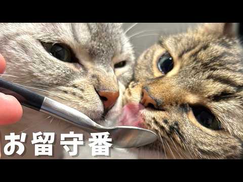 お留守番猫たち、待ちに待った飼主への反応がかわいすぎた...　cat 猫
