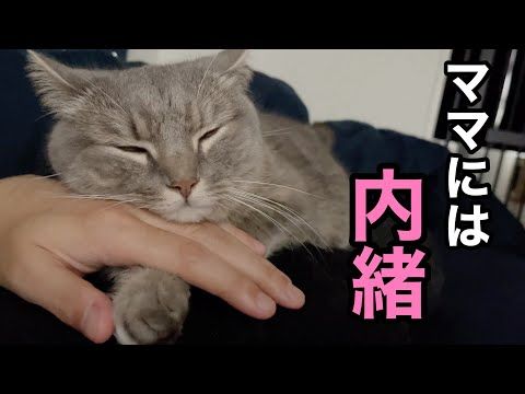 【衝撃】パパと手を繋いで寝る猫が愛おしすぎた...
