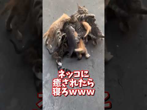ネッコの動画で癒されたら寝ろｗｗｗ　2ch  動物  猫 癒やし ねこ動画