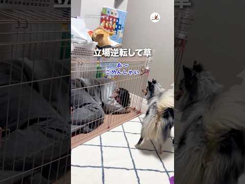 ワンコに叱られる酔っ払い｜PECO サムネイル