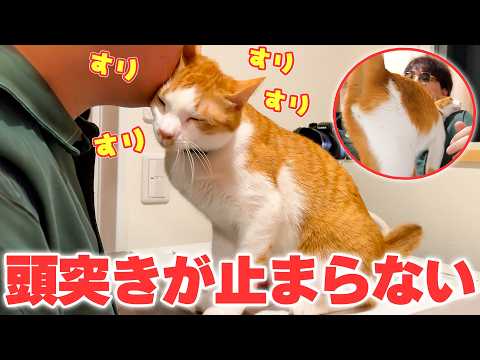 飼い主に甘え過ぎて顔面への頭突きが止まらない猫が可愛過ぎました… サムネイル