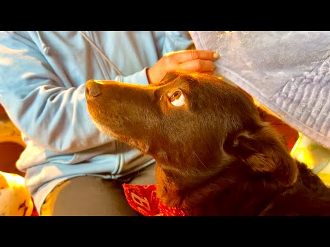 ワンコが盛大にやらかして怒られるとこうなる サムネイル