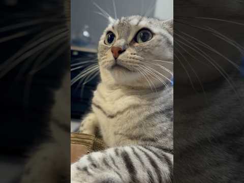 大好きなお尻トントンされる猫、興奮しすぎた結果...笑 cat 猫