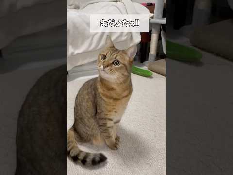 配達の人が帰った瞬間、緊張が解ける猫可愛すぎん?