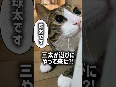 次男の部屋で何を話していたのかな？ cats shorts 球太 サムネイル