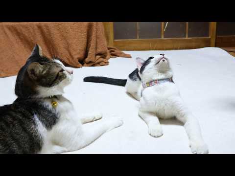 遊ぶチビ　260216 サムネイル