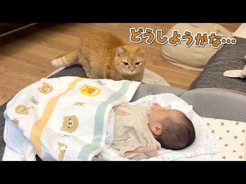 添い寝相手が赤ちゃんしかいなかったときの甘えん坊猫の行動が可愛い！ サムネイル