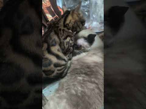 ベンガル猫シャム猫shorts funny catミャク子ガッツくん サムネイル