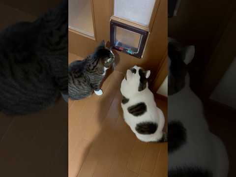 ひょっとして君たち猫じゃないの？ サムネイル