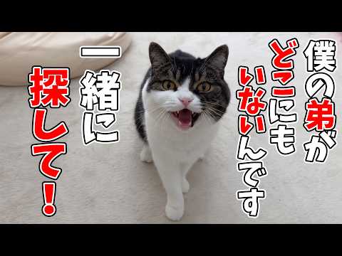 最愛の弟猫が家出したと思い必死に探す兄猫がこちら…