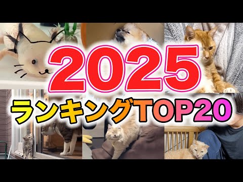 【20選】2025ランキング｜PECO サムネイル