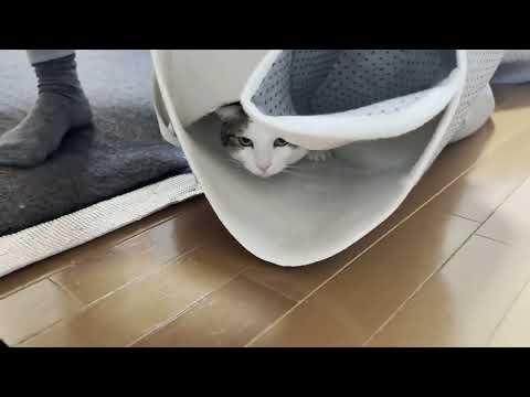 2025年ひのき猫多く見られた動画ベスト５ サムネイル
