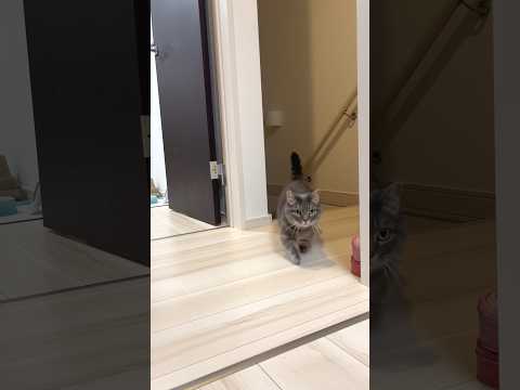 The Cat Joined Their Parade😹shorts cat cats kitten cute サムネイル