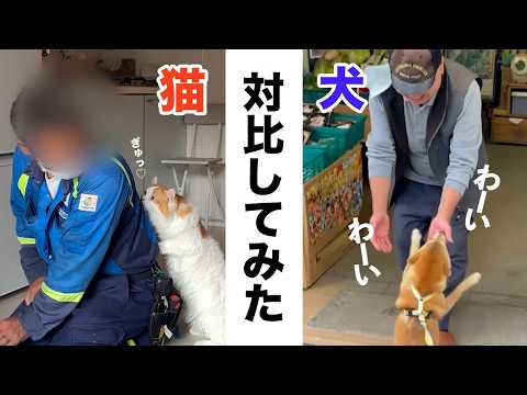 【比較】犬と猫の反応を比べたら……どっちも可愛い｜PECO サムネイル