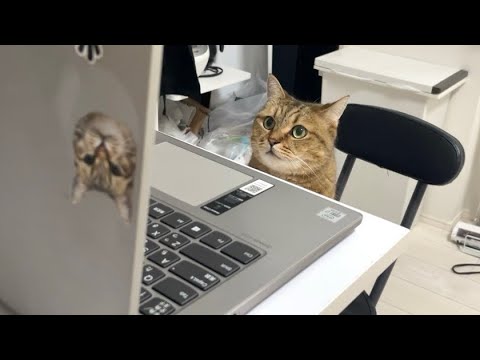 リモート会議中に席を外したら代わりに猫が指揮を取っていました