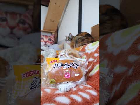 クリームパン　260515　 cat のせ猫 cute　 クリームパン kitty ネコ　 ヤマザキ kitten… サムネイル