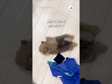 倒れてるかと思ったら…｜PECO サムネイル