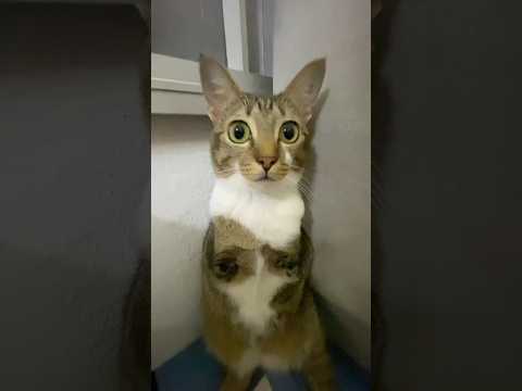 bibibibibilabu サムネイル