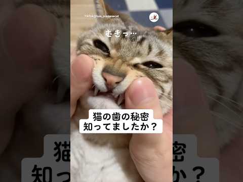 猫の歯の秘密｜PECO サムネイル